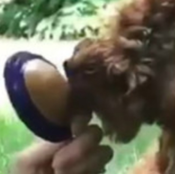 Lick EM Lots JR (Dog Treats) - Picture 2 of 3